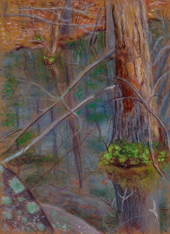 Larry Johnson artist, landscape drawing, stony brook reservation, oil pastel, colored pencil