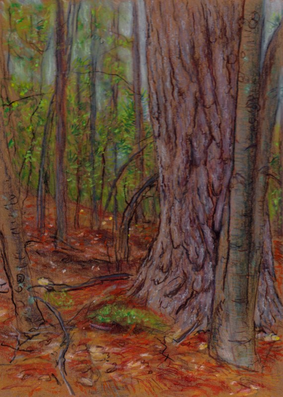 Larry Johnson artist, landscape drawing, stony brook reservation, oil pastel, colored pencil
