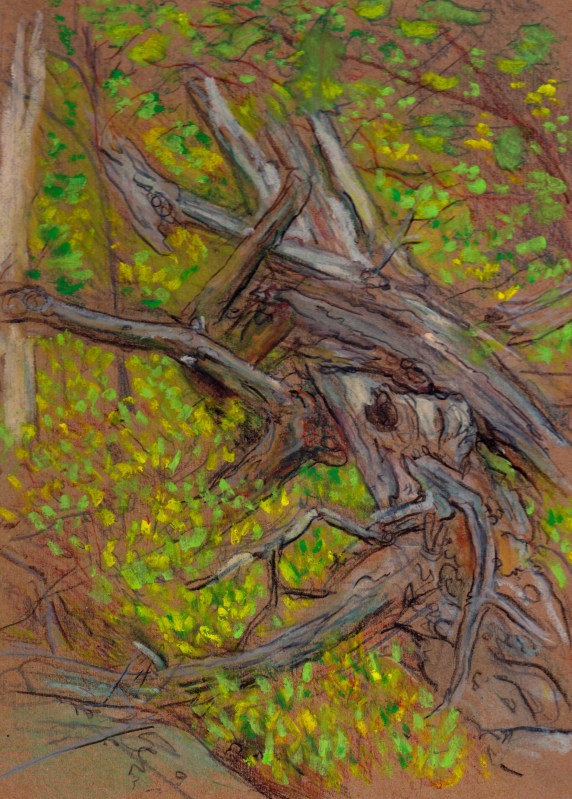 Larry Johnson artist, landscape drawing, stony brook reservation, colored pencil