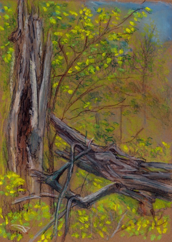 Larry Johnson artist, landscape drawing, stony brook reservation, colored pencil