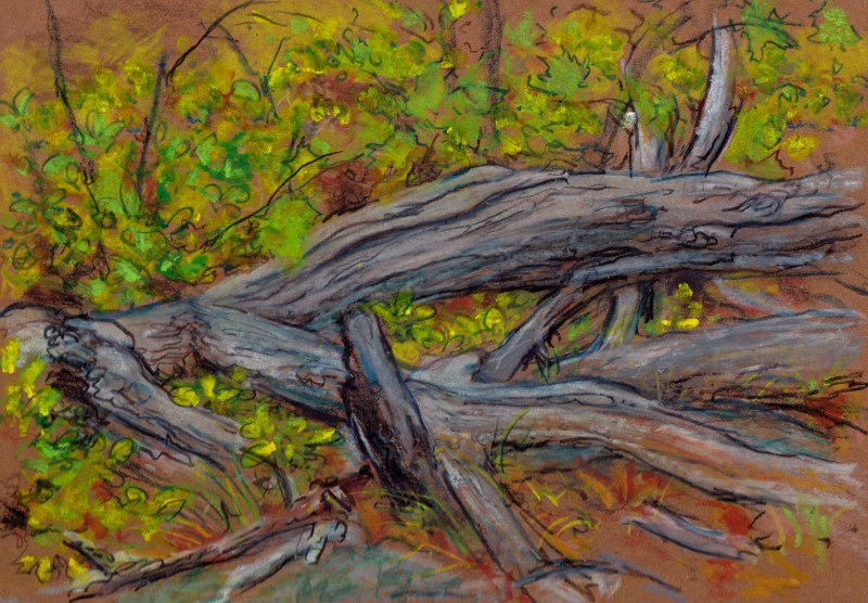 Larry Johnson artist, landscape drawing, stony brook reservation, colored pencil