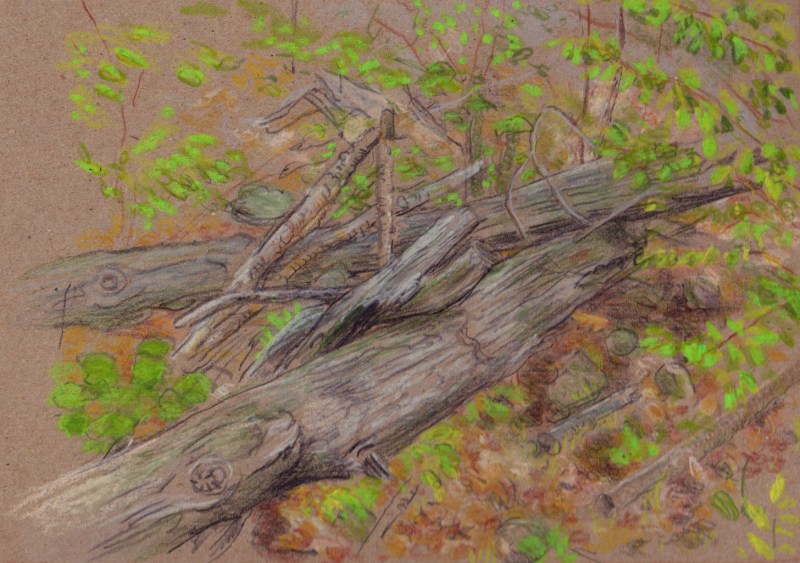 Larry Johnson artist, landscape drawing, stony brook reservation, oil pastel, colored pencil