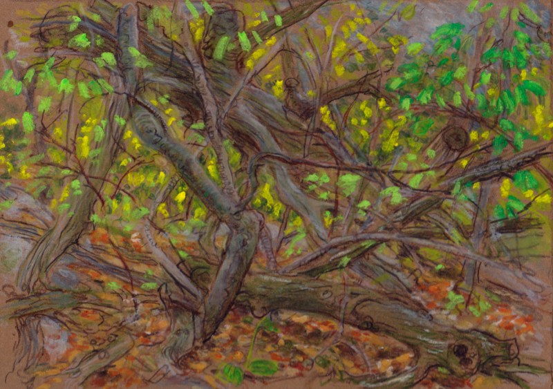 Larry Johnson artist, landscape drawing, stony brook reservation, oil pastel, colored pencil