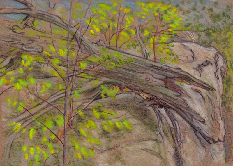 Larry Johnson artist, landscape drawing, stony brook reservation, oil pastel, colored pencil