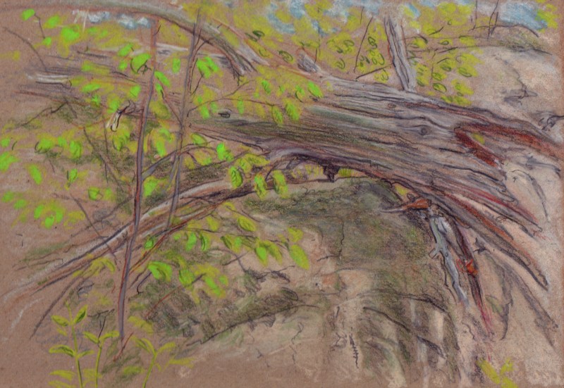 Larry Johnson artist, landscape drawing, stony brook reservation, oil pastel, colored pencil