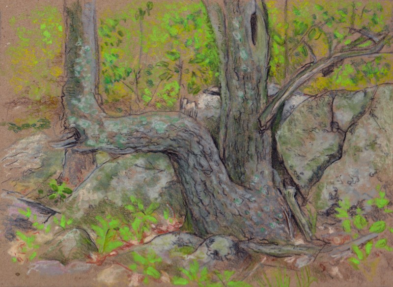 Larry Johnson artist, landscape drawing, stony brook reservation, oil pastel, colored pencil