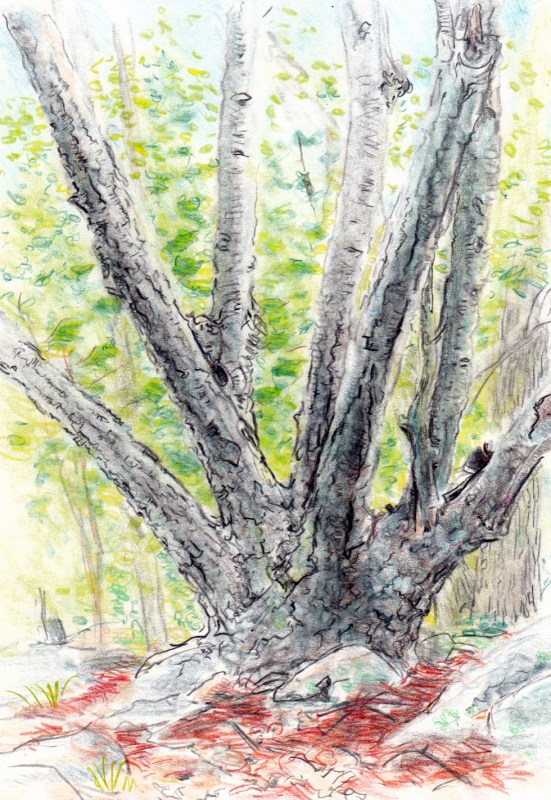 Larry Johnson artist, landscape drawing, stony brook reservation, colored pencil
