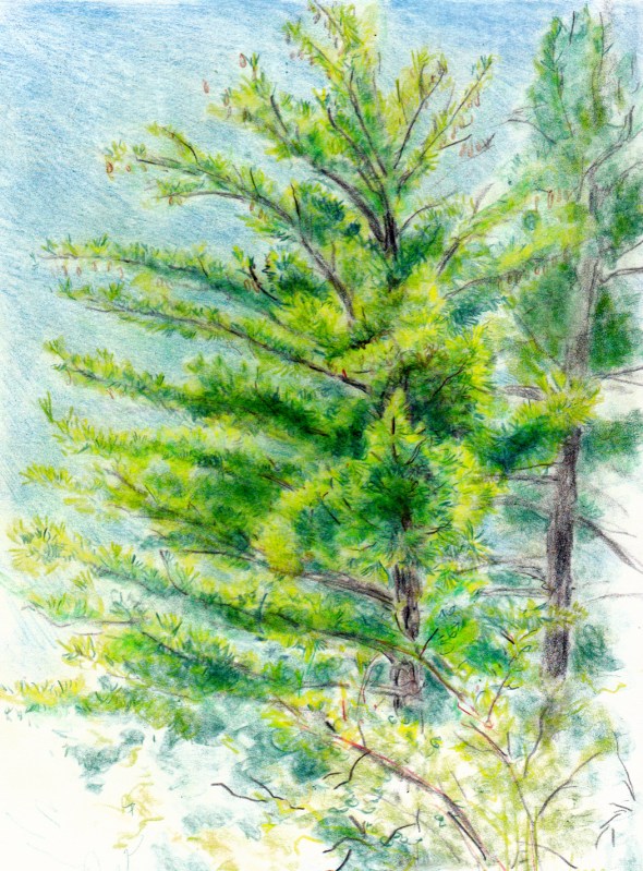Larry Johnson artist, landscape drawing, stony brook reservation, colored pencil