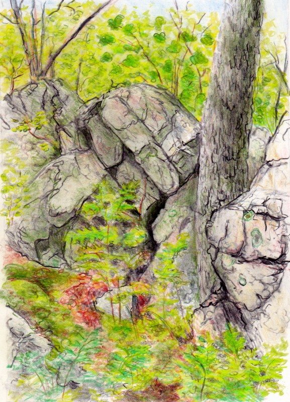 Larry Johnson artist, landscape drawing, stony brook reservation, colored pencil