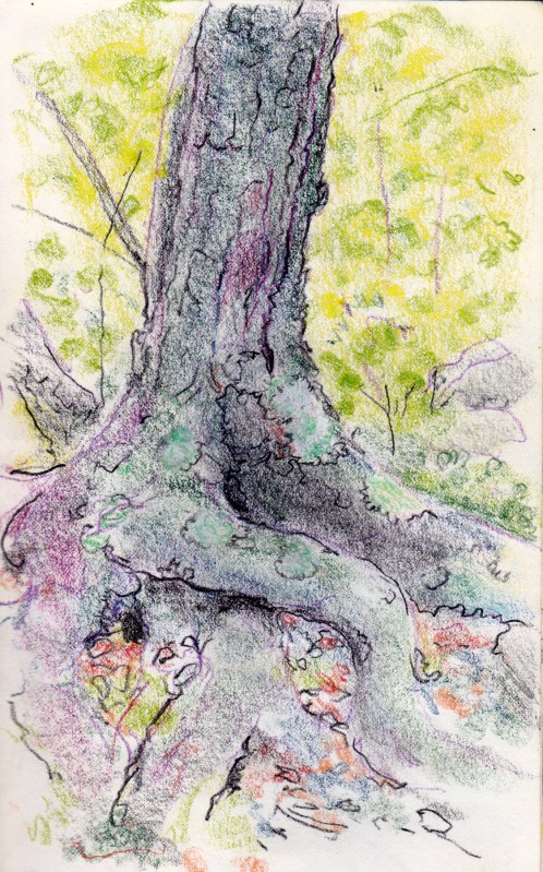 Larry Johnson artist, landscape drawing, stony brook reservation, colored pencil