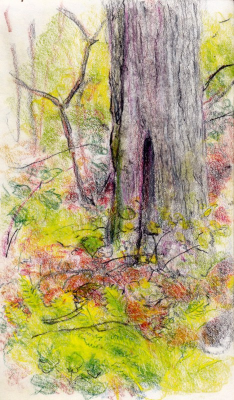 Larry Johnson artist, landscape drawing, stony brook reservation, colored pencil