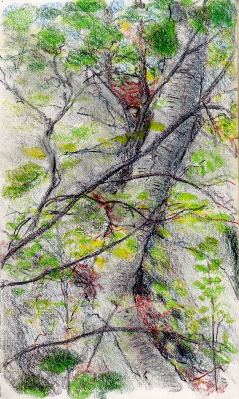 Larry Johnson artist, landscape drawing, stony brook reservation, colored pencil