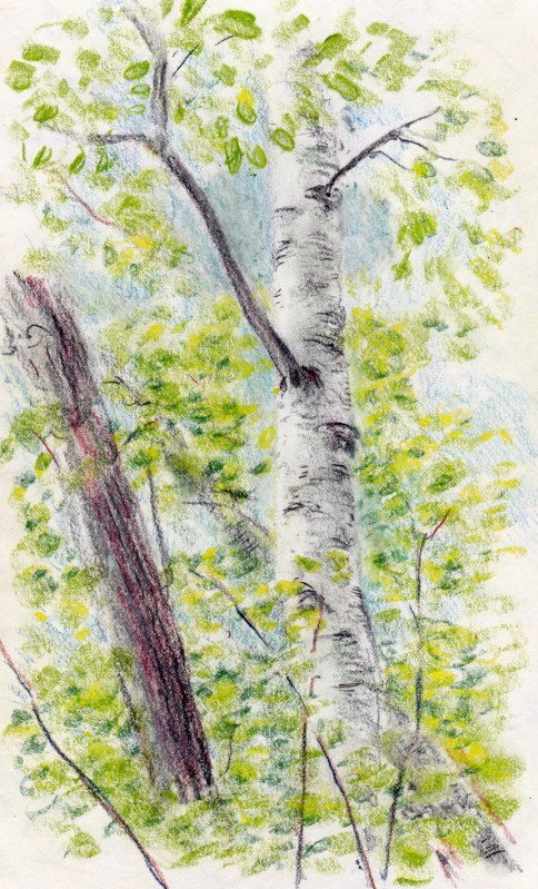 Larry Johnson artist, landscape drawing, nahantan reservation, colored pencil