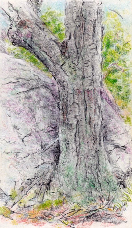 Larry Johnson artist, landscape drawing, stony brook reservation, colored pencil