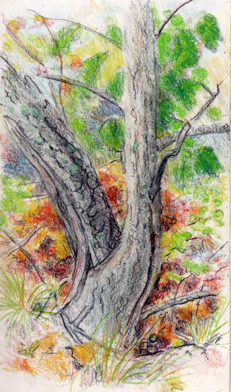 Larry Johnson artist, landscape drawing, stony brook reservation, colored pencil