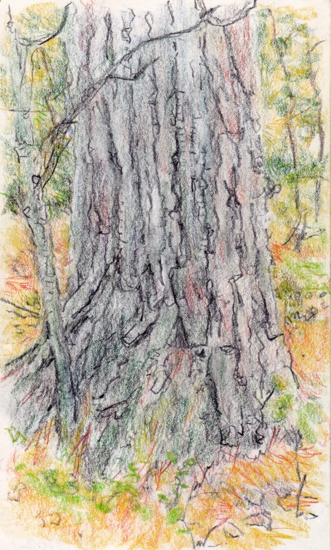 Larry Johnson artist, landscape drawing, stony brook reservation, colored pencil