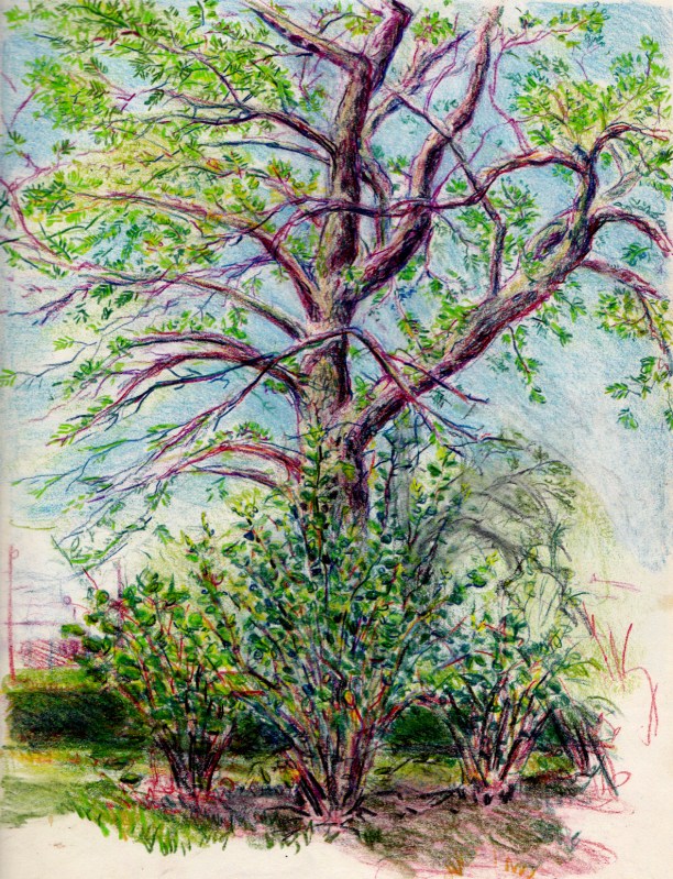 Larry Johnson artist, landscape drawing, back bay fens boston, colored pencil